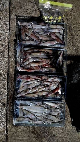 ヤリイカの釣果