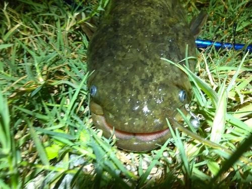 ナマズの釣果
