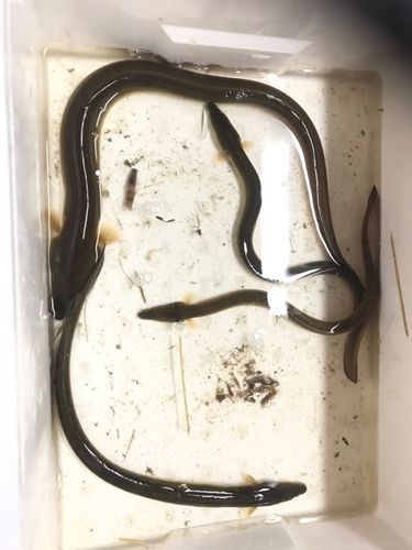 ウナギの釣果