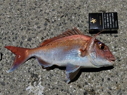 タイの釣果