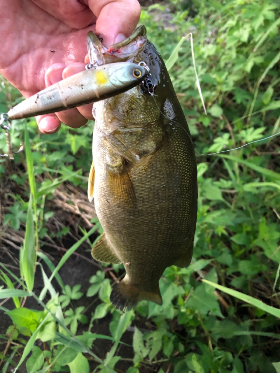 スモールマウスバス