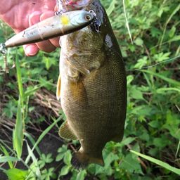 スモールマウスバス