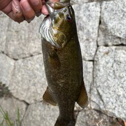 スモールマウスバス