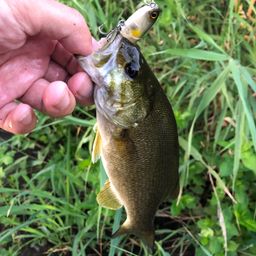 スモールマウスバス