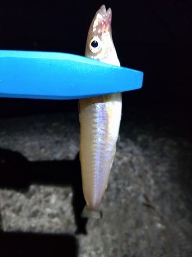 キスの釣果