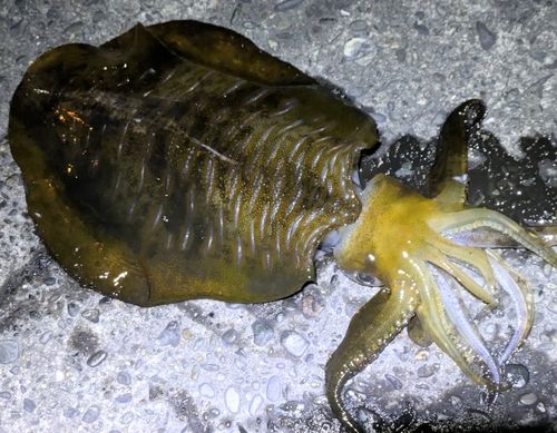 アオリイカの釣果