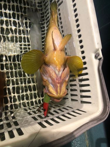 キジハタの釣果
