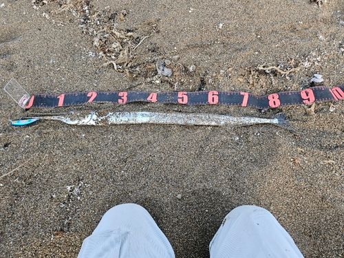 ダツの釣果