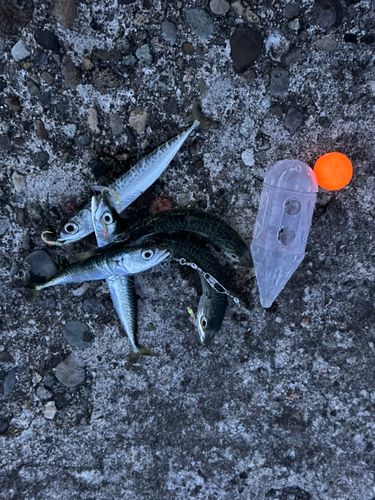 サバの釣果