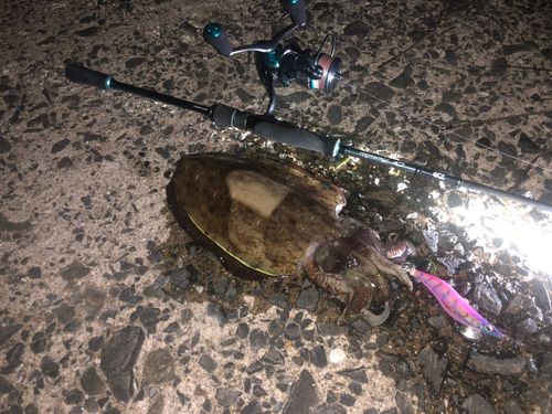 コウイカの釣果