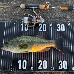 ラージマウスバス