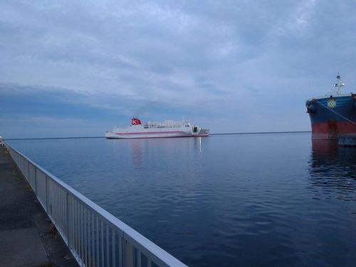 クロソイの釣果