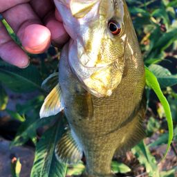 スモールマウスバス