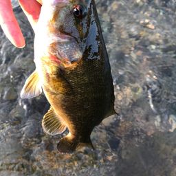 スモールマウスバス