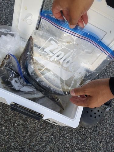 カマスの釣果