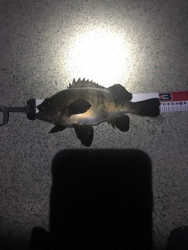 メバルの釣果