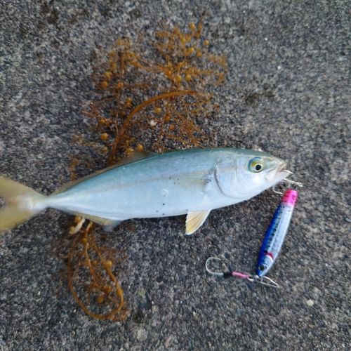 ワカシの釣果