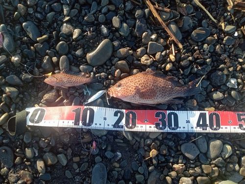 オオモンハタの釣果