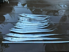 タチウオの釣果