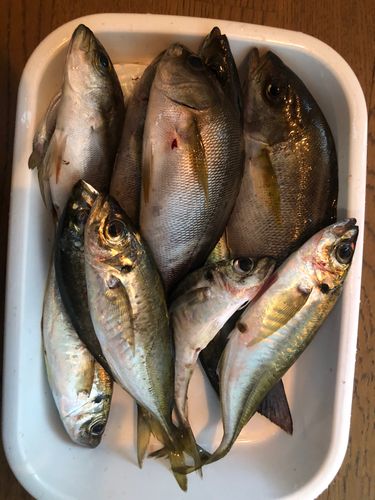 イサキの釣果