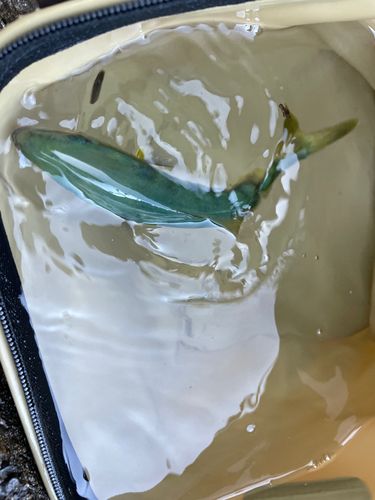 ワカシの釣果