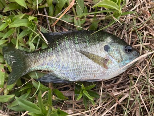 ブルーギルの釣果
