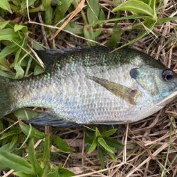 ブルーギル