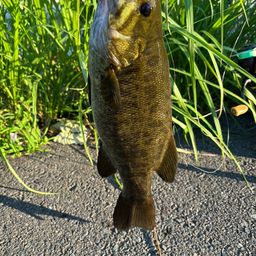 スモールマウスバス