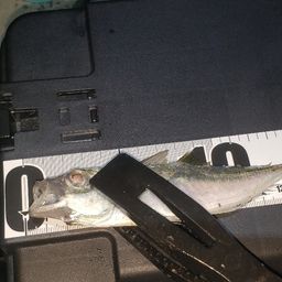 アジ