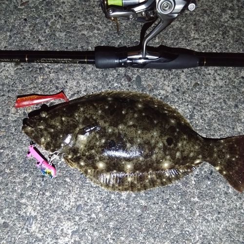 ヒラメの釣果