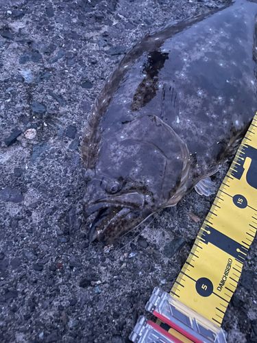 ヒラメの釣果