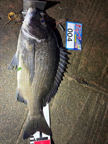 クロダイの釣果