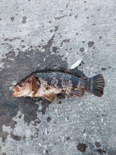 ベッコウゾイの釣果