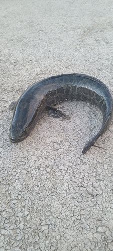 ライギョの釣果