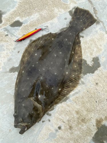 ヒラメの釣果