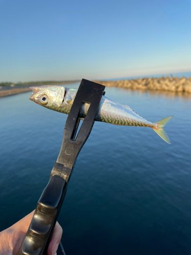 釣果