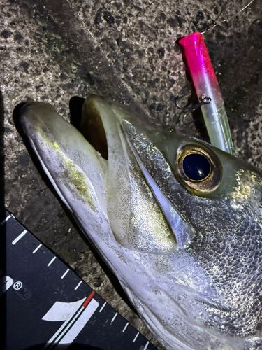 シーバスの釣果