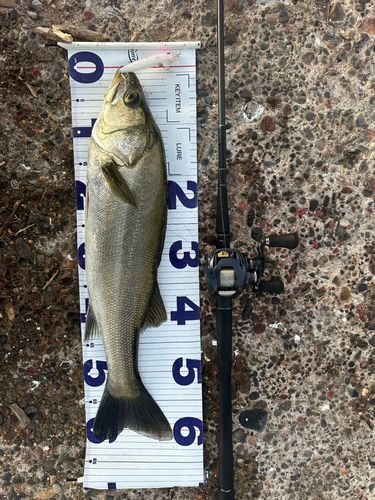 シーバスの釣果