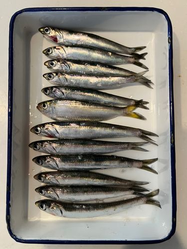 カタクチイワシの釣果