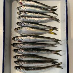 カタクチイワシ