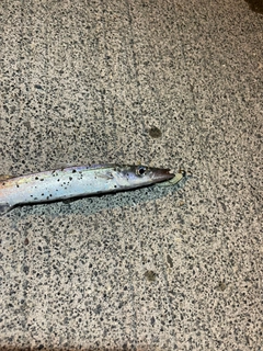 カマスの釣果