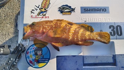 キジハタの釣果