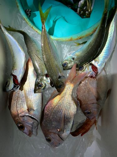 タイの釣果
