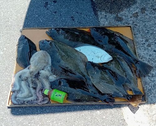ヒラメの釣果