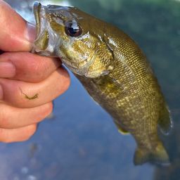 スモールマウスバス