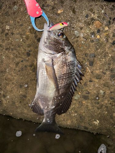 チヌの釣果