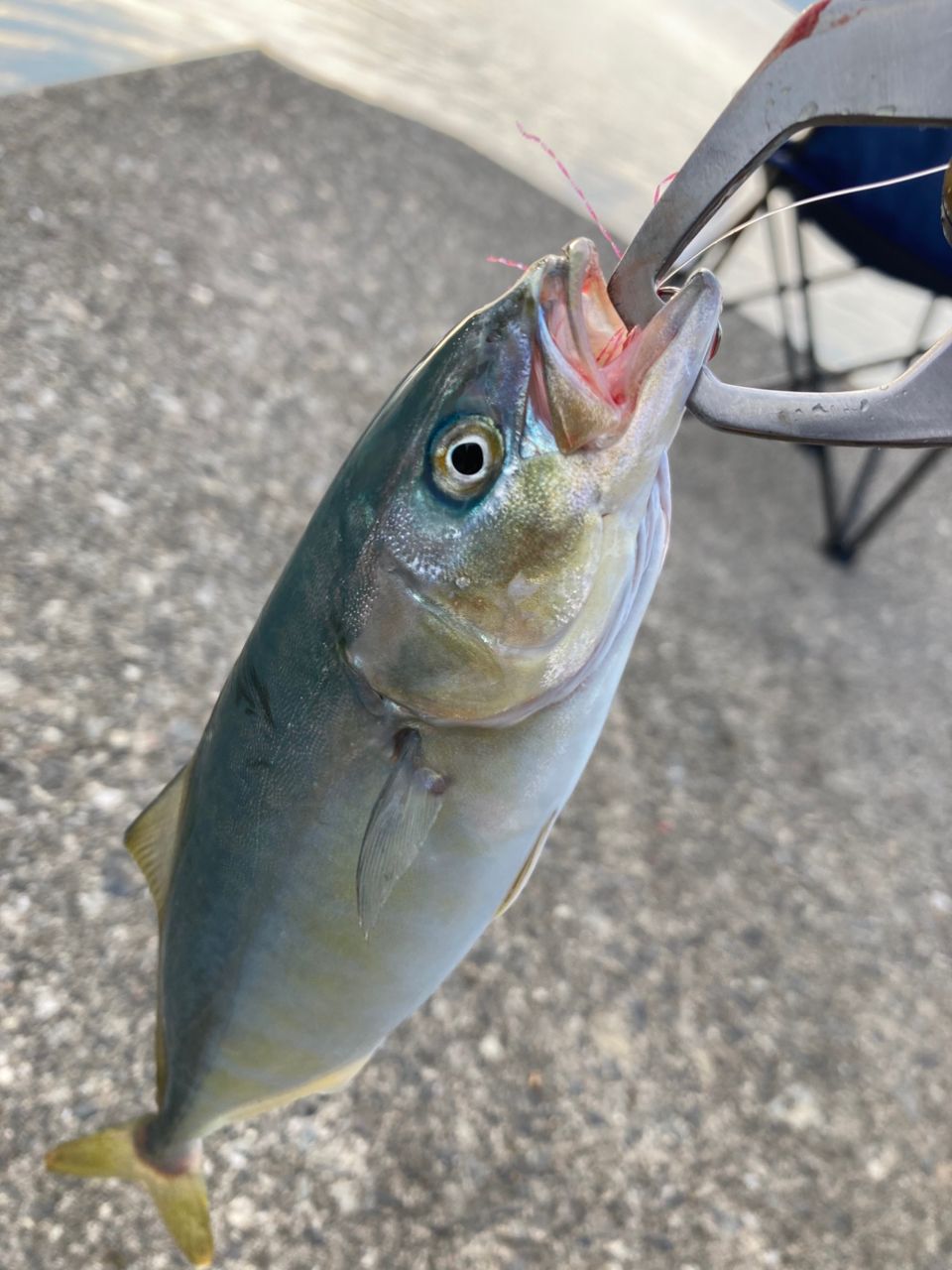 岩手県 の釣行 - アングラーズ | 釣果600万件の魚釣り情報サイト
