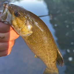 スモールマウスバス