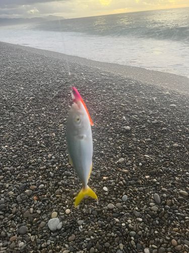 ツバスの釣果
