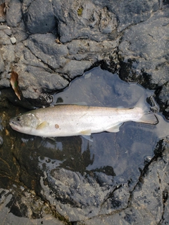 アマゴの釣果